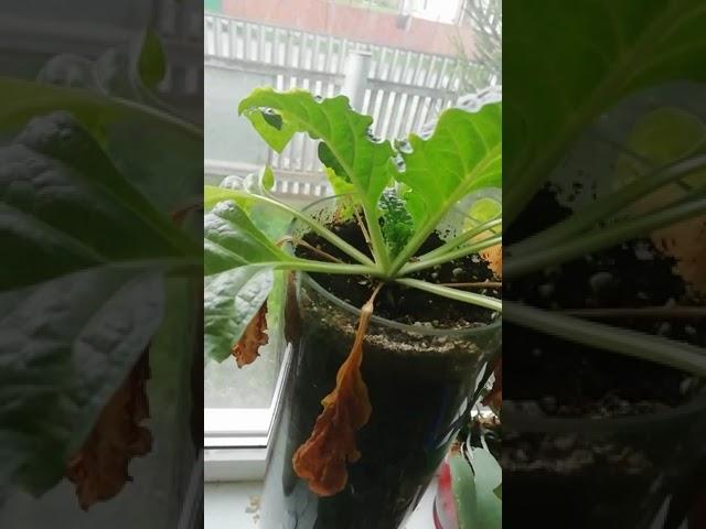мандрагора корень выращивание Mandrake #мандрагора#mandrake#recomendations#магия#usa#magia