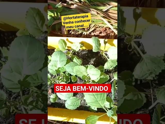 @hortaterapia  horta em casa #music #remix #gaming #plantas #horta #edm #alanwalker #agro #plante