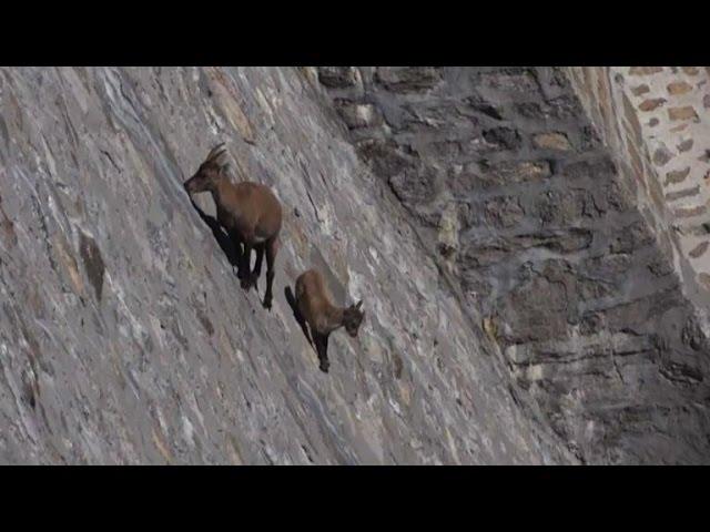 Alpine Ibex defies gravity on Italian near-vertical dam