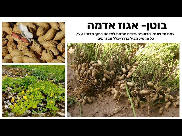 סרט חקלאות- עובדות מעניינות על המזון- חווה לחינוך חקלאי אשדוד