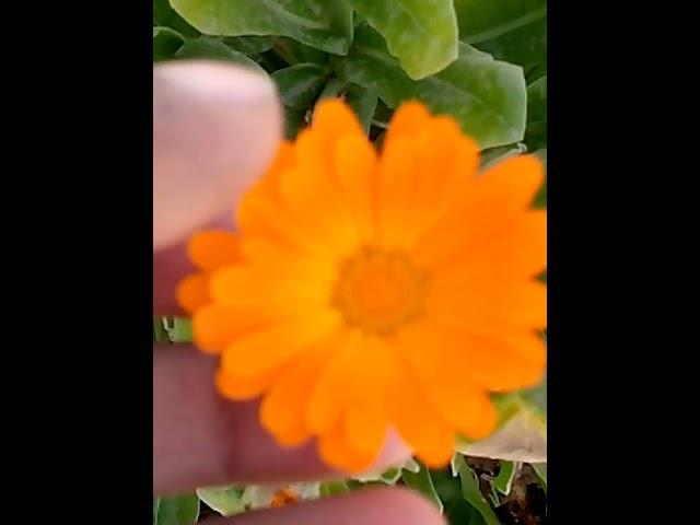 Beautiful plants #viral #homegarden #best #shortsvideo #garden #trending