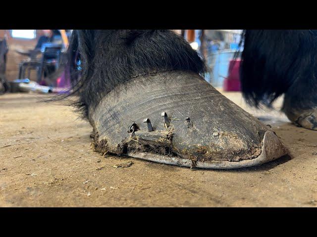 OVERGROWN DRAFT HORSE gets New Shoes