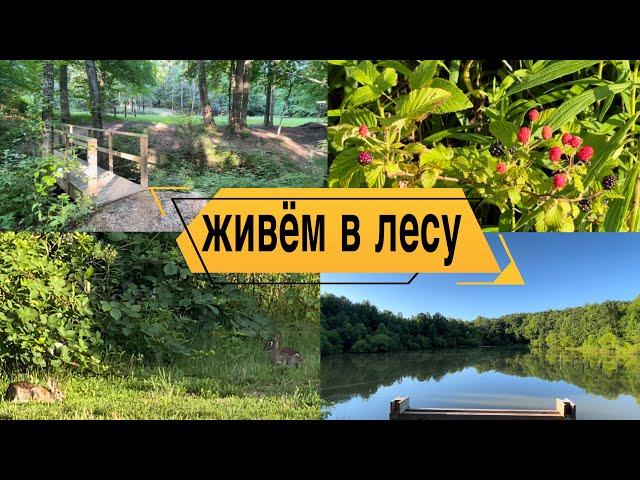 КРАСОТА ПРИРОДЫ | ЛЕТО | ОТДЫХ ДУШОЙ #лето #лето2024 #природа #кролики #ежевика #ягоды #озеро #пруд