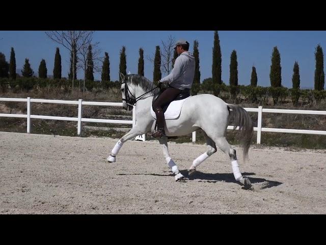 9 years old Lusitano gelding competing Inter2, almost ready for GP