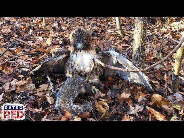 We Go Hunting for Squirrels Using a Red-Tailed Hawk