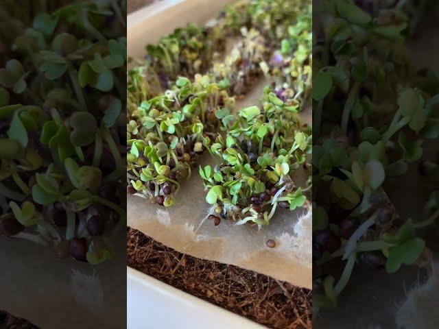 Is the Hamama Microgreens Grow Kit worth it?