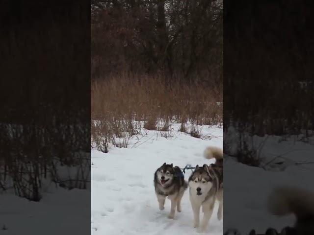 Skijoring. Start.