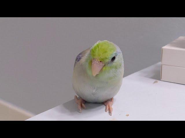 Why Do I Like Parrotlets More Than Lovebirds?