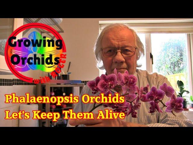 3 Things You Need to Know About Phalaenopsis Orchids