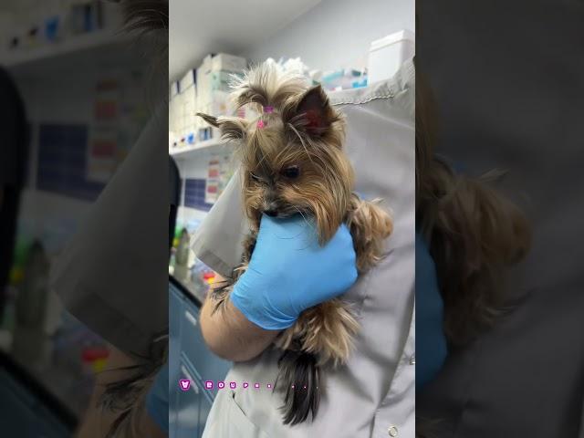 С заботой о вас #животные #ветеринарныйврач #собака #питомцы #доктор #забота #чистота #здоровье