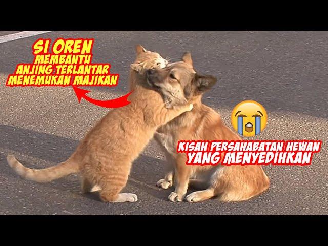 Terharu!! Kucing Oren Menolong Anjing Terlantar Mencari Majikan - Persahabatan Kucing dan Anjing