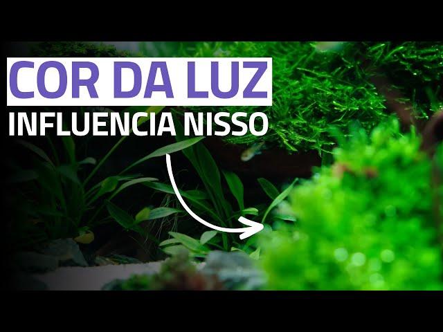 Como Saber As MELHORES CORES Para ILUMINAÇÃO Do Seu Aquário