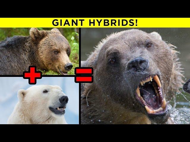 Scariest Hybrid Animals That Actually Exist