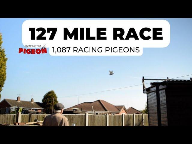 1,087 Racing Pigeons | 127 Mile Race | HTTYP Ep 20