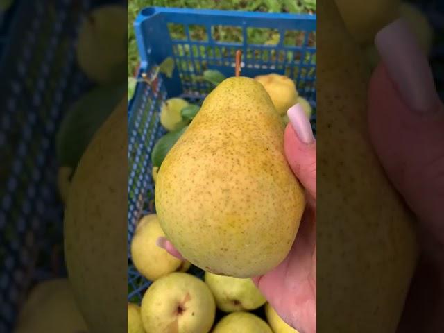ГРУША ПРОСТО МАРИЯ