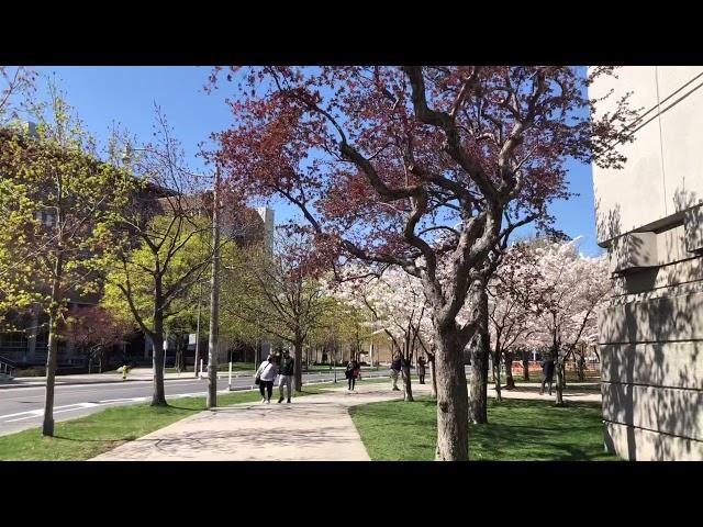 Cherry Blossom - U of T Robarts Library