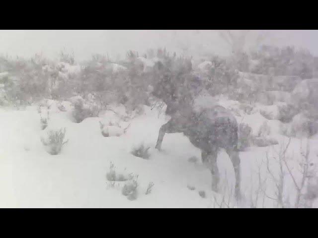 Moose Braves Heavy Snow in Grand Teton National Park