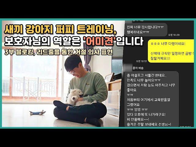 새끼강아지 퍼피트레이닝, 보호자님의 역할은 '어미견'입니다 | 비숑 콩이 (3/3)