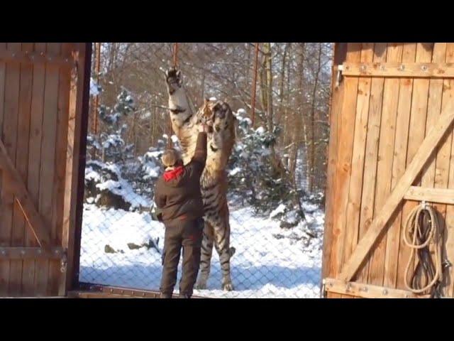 Gigantic siberian tiger Igor