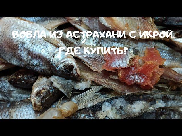 Вобла из Астрахани с икрой, где купить?