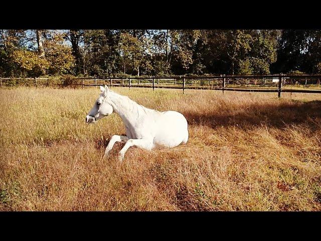 Selimah - Servizio fotografico / video con Cavallo