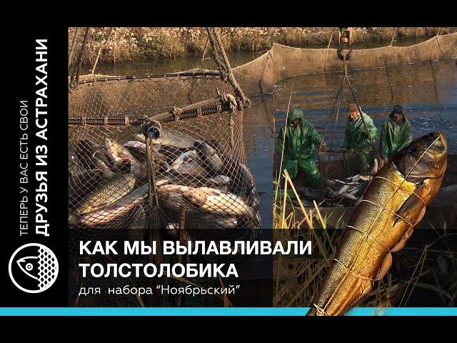 КАК ЛОВЯТ РЫБУ НА ПРУДОВЫХ ХОЗЯЙСТВАХ. Друзья из Астрахани