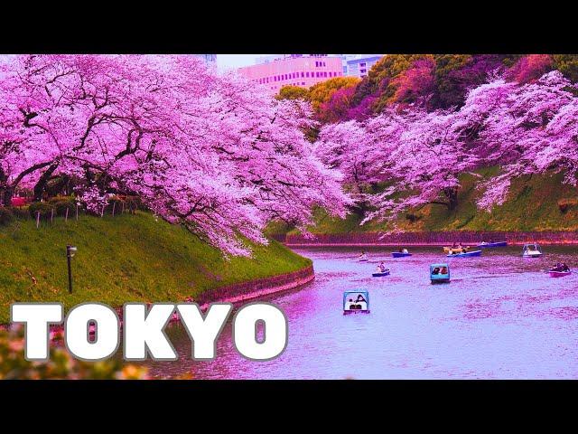 Wonders of Tokyo | The most beautiful places in Tokyo // 4k video.