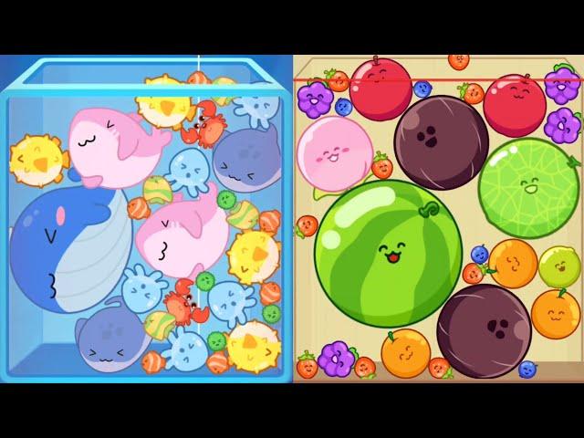 Watermelon Game vs Fish Merge 3D - Fruits (Suika Game) ASMR Gameplay Merge Whales Evolution Game