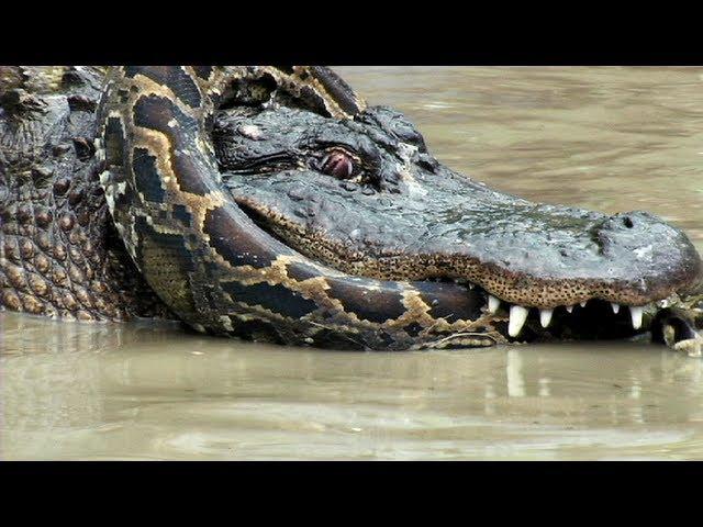 Python vs Alligator 10 -- Real Fight -- Python attacks Alligator