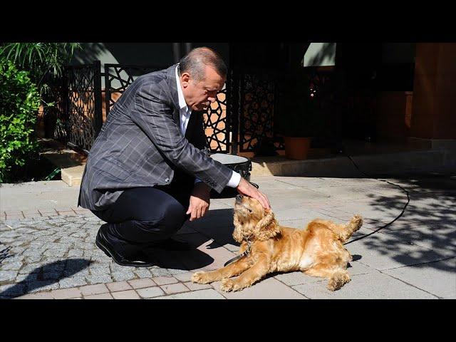 Erdoğan "sokak köpekleri" üzerinden nasıl bir siyasi hesap yapıyor?