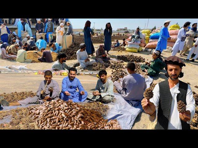 Afghanistan Jalghoza  | Pine Nuts Market Khost 2024 | خوست افغان جلغوزه