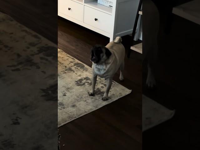 Pugs Are Built Different. #shorts #funny #pets #pug #subscribe #comedy #skit #puglife