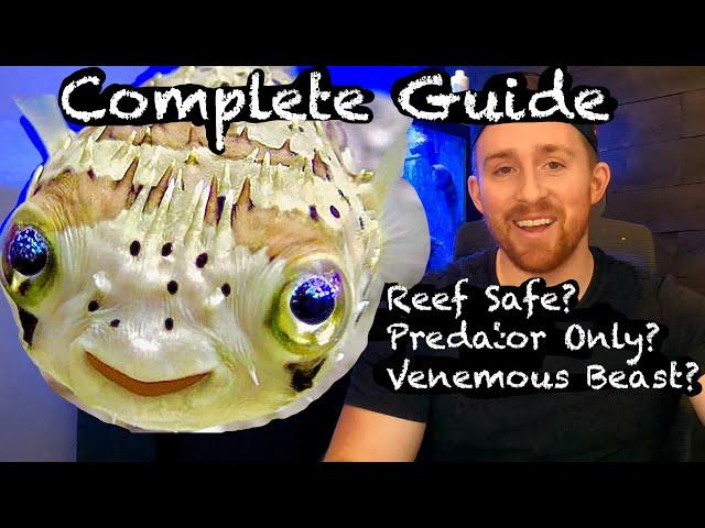 How to Care for Reef Safe Porcupine Puffer (The Story of Wilbur )