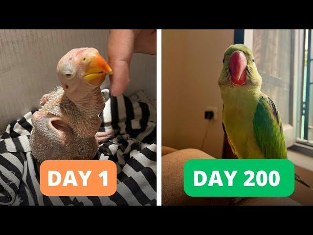 Impressive Growth of Alexandrine Baby Parrot from Day 1 to Day 200  |  Mithu Vlog | Pet birds