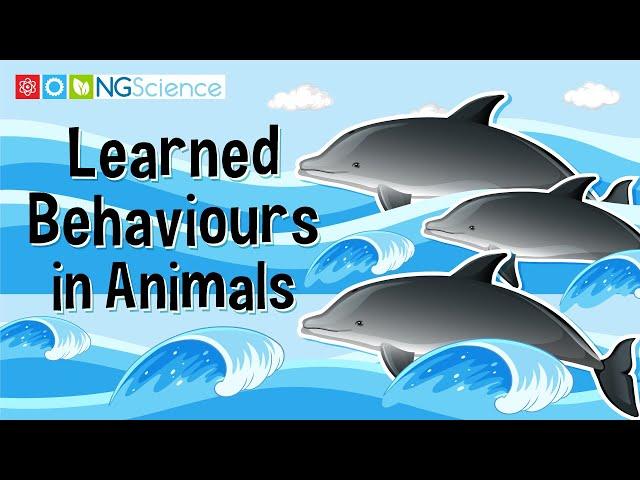 Learned Behaviours in Animals