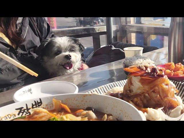 바다뷰맛집 | 애견동반식당 | 짬뽕 한 그릇 하실래여?