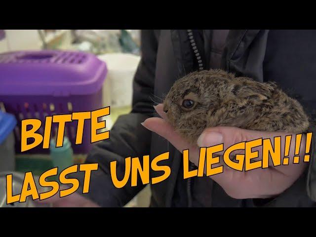 Lasst die Hasen liegen!!!