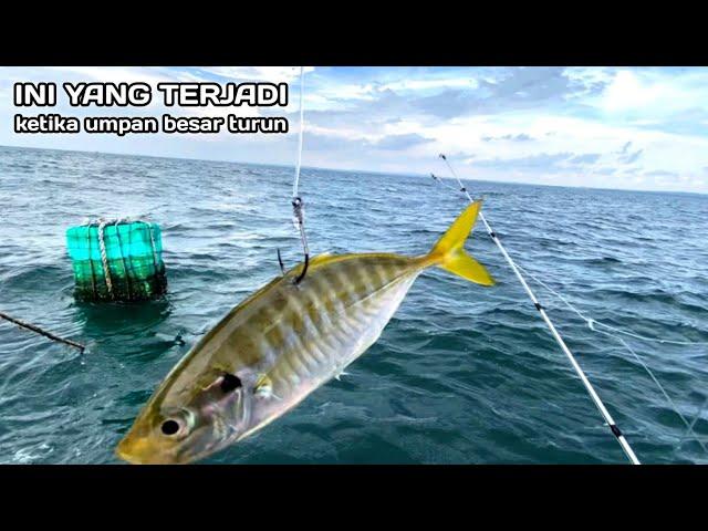 Ini yang terjadi ketika umpan besar turun! Mancing ikan besar