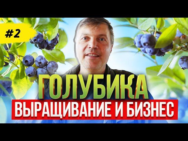 Голубика как бизнес  Посадка, выращивание и уход за голубикой | Blueberry