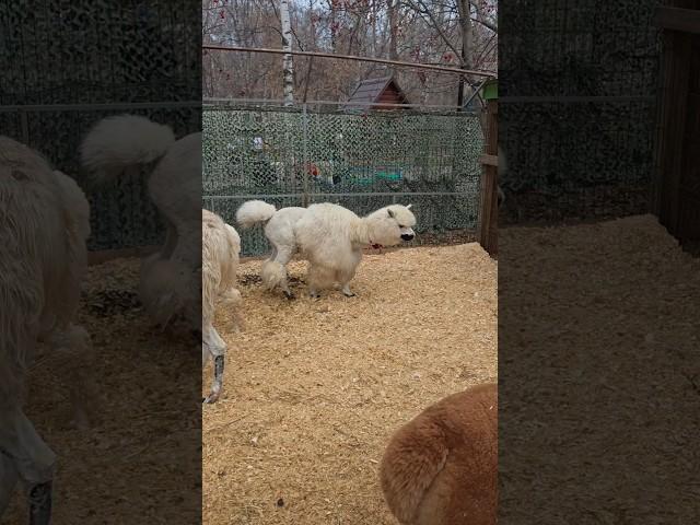 Ноябрь, 4 (часть 3) #video #нск54 #осенний #2024 #тренды #trending #animals