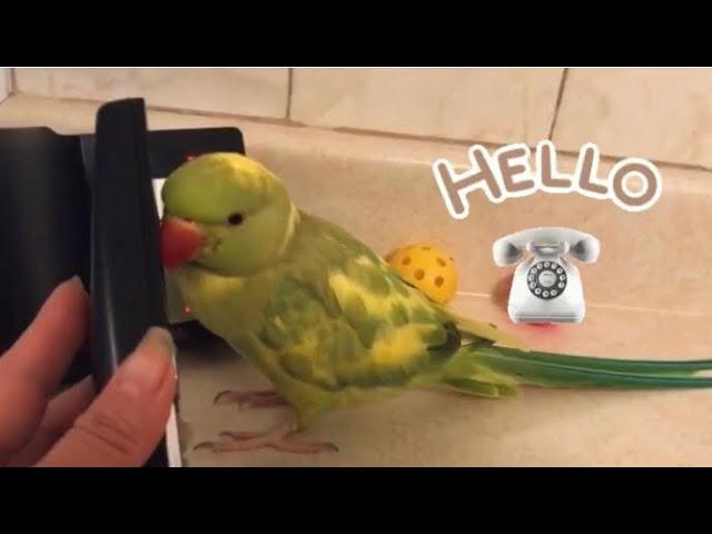 Ricco the Talking Parrot “Dring Dring”