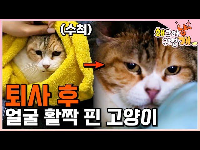 회사 서열 1위였던 직장인 고양이, 퇴사하고 집냥이 되다! 얼굴빛 좋아진 냥이와 미리 메리 크리스마스 보낸 냥신과 집사┃#왜그러냥귀엽개