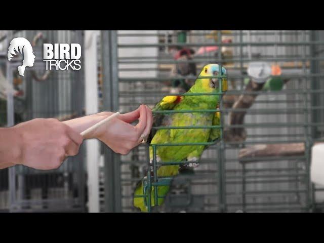 What Species of Parrot is Right For YOU?