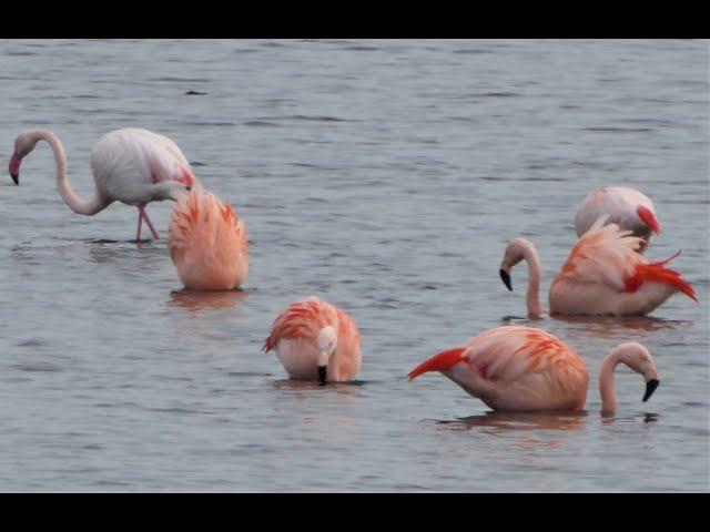 Flamingo kolonie Zwillbrock