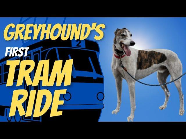 Greyhound's First Tram Ride