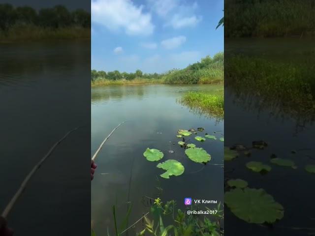 Кому захотелось на речку?)#fishing #ловим #fish