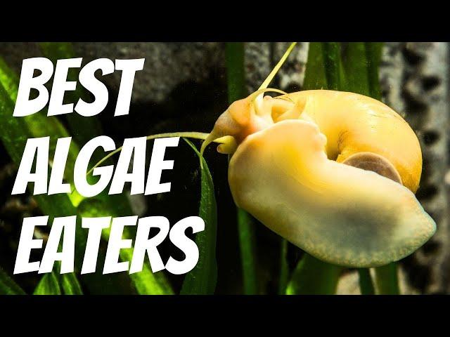 10 Best Algae Eaters for Freshwater Aquariums 