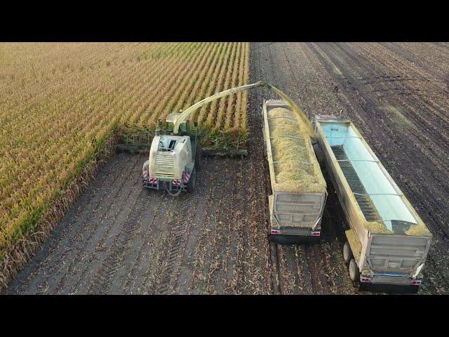 Malecha Dairy's Corn Silage