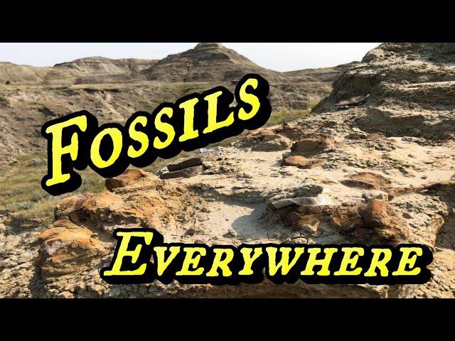 Digging Dinosaurs - Fossil Hunting South Dakota - part 1