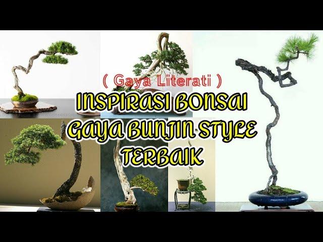 Inspirasi Bonsai Gaya Bunjin Style Terbaik ( Gaya Literati )